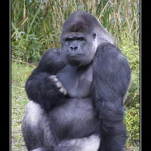 Gorilla3.jpg