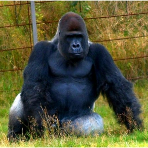 Congo.jpg