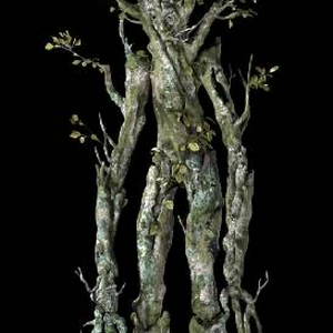 Ent_beech.jpg