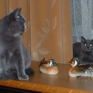 Dscf0006.jpg