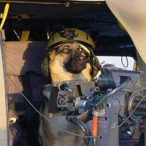 combatdog.jpg