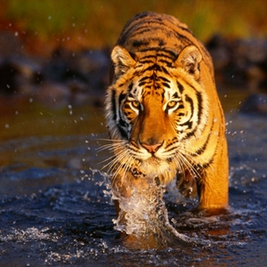 tijger in water.jpg