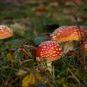 Herfst 05.JPG