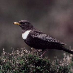 Beflijster_Turdus-torquatus-th.jpg
