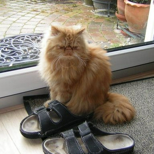 slippiekat.jpg