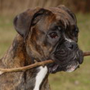 Foto (32)_resize.jpg