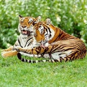 TIGERSs.JPG