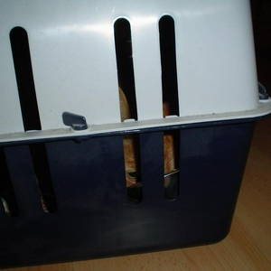 Poes 006.jpg