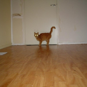 Poes 010.jpg