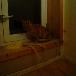 Poes 012.jpg