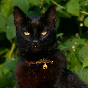 Zorro-g.jpg