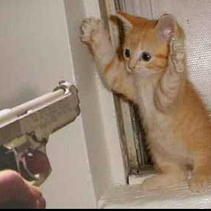 cat1136243607.jpg