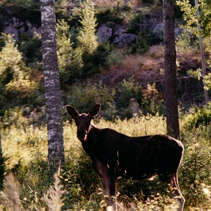 IMG_0004.jpg