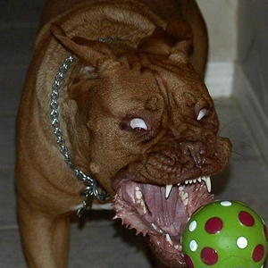 hond.jpg