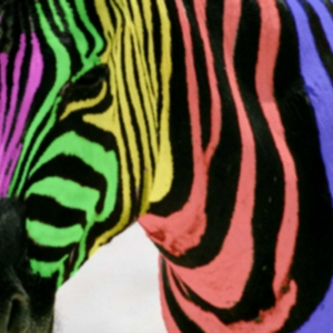 zebra.jpg