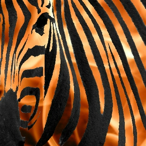 fire-zebra.jpg
