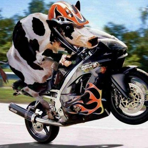 koe op de motor.jpg