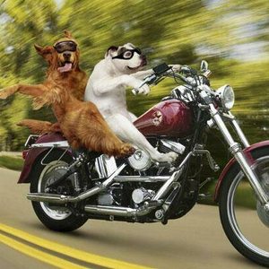 honden op de motor.jpg