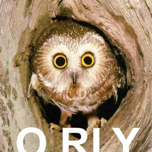 o rly owl.jpg