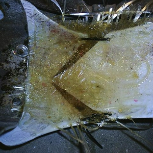 011.JPG
