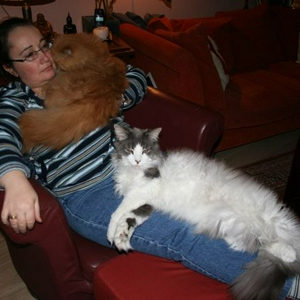 kattenavond.jpg