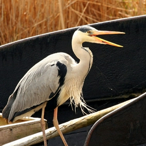reiger2.jpg