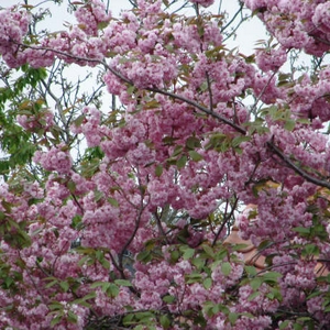 DSC07066.JPG