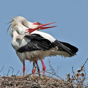 klepperende-ooievaar_small.jpg