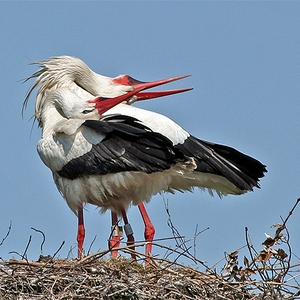 klepperende-ooievaar_smallM.jpg