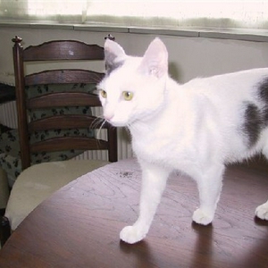 kutkat