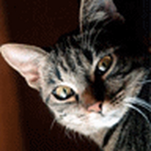 8099_11.gif