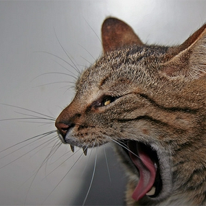 gaap.jpg