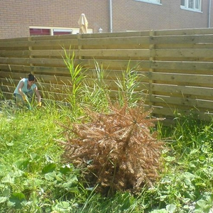 achtertuin1.JPG