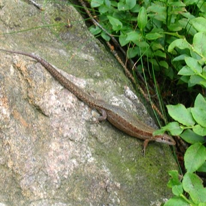 salamander.JPG