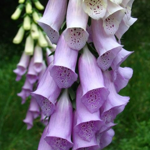 bloemen.JPG