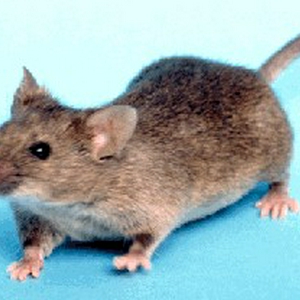 muis.jpg