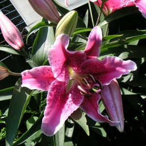 Tuin120906MF.jpg