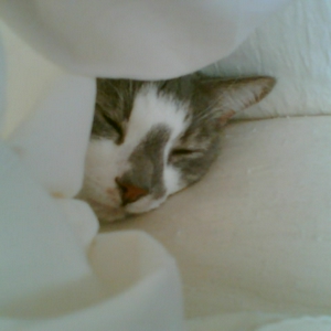 Kimba 01.jpg