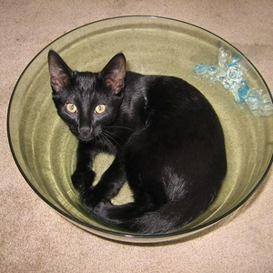 Kattensalade.JPG