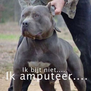 beest.jpg