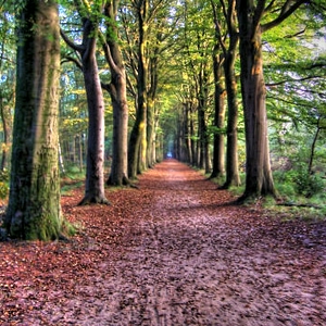 oranjewoud_tonemapped.jpg
