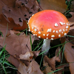 MFOverloon061014.jpg