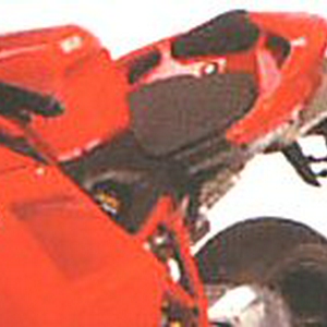 duc3.jpg