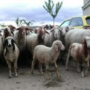250px-Schapen.jpg