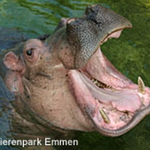 nijlpaard.jpg