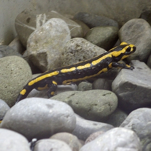 VuurSalamander_0.jpg
