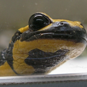 VuurSalamander_1.jpg