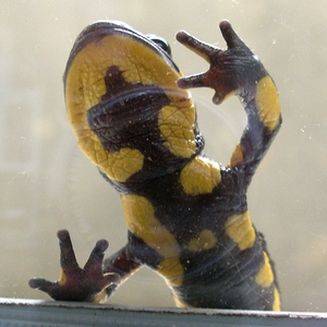 VuurSalamander_2.jpg