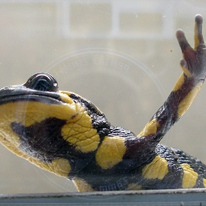 VuurSalamander_3.jpg