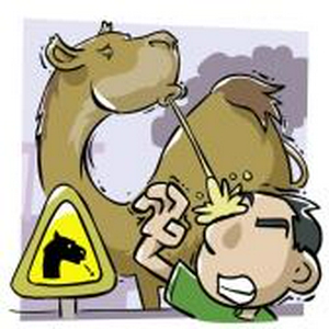 camel.jpg
